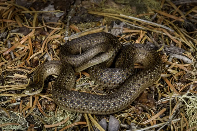 Felbukkant egy kígyó az utastérben, kitört a pánik egy amerikai repülőgépen