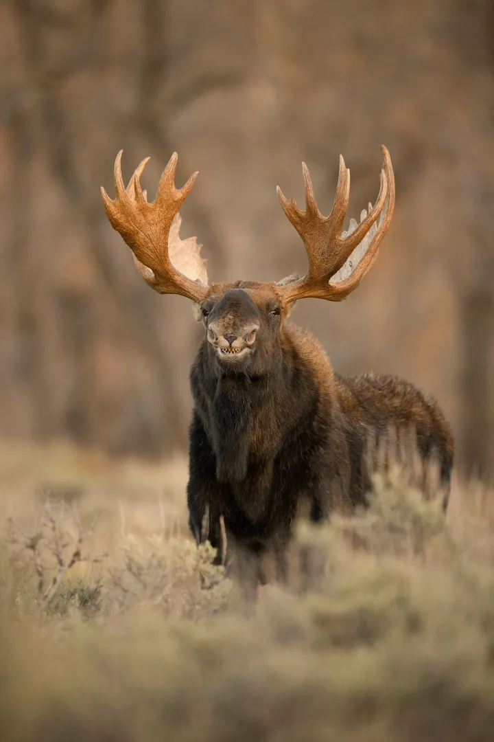 Smiling moose – Fotó: Jorn Vangoidtsenhoven / Comedy Wildlife Photo Awards 2022