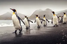 A császárpingvinek az éghajlati válság miatt a veszélyeztetett fajok közé kerültek