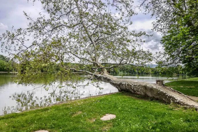 A tatai platánhíd nyert az Év Fája versenyben