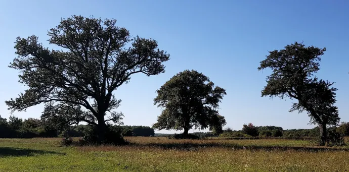 A Lengyeli-legelő pusztulásra ítélt fái – Fotó: Ökotárs Alapítvány