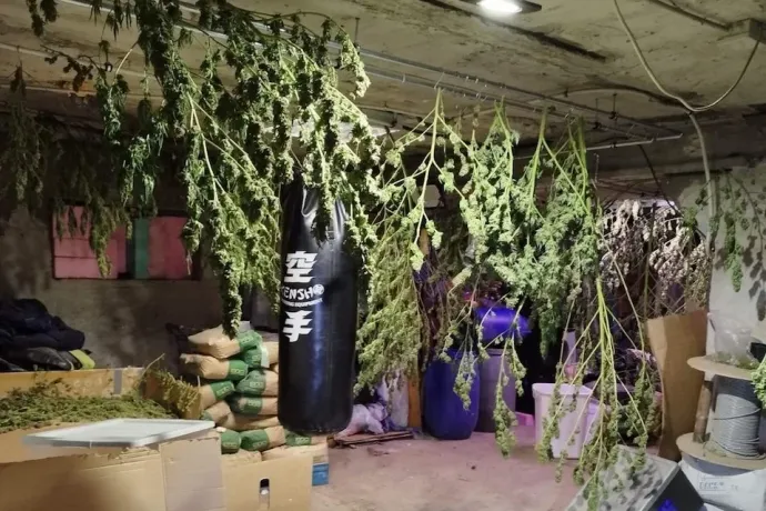 Tibornak kellett a speed, hogy éjszaka se legyen fáradt a fűültetvényén dolgozni