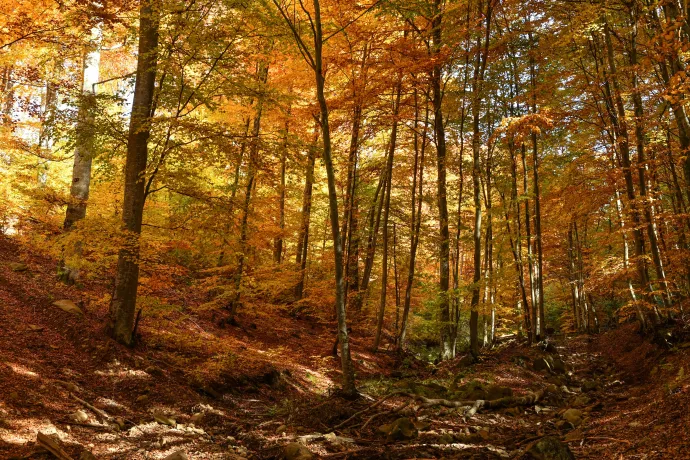 Akár 20 Celsius fok is lehet Erdélyben november első napjaiban