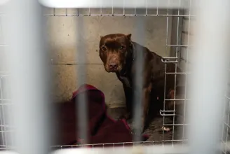 Kutyaviadalokat szervezők kaphatják vissza elkobzott kutyáikat, mert foghíjas a román törvénykezés
