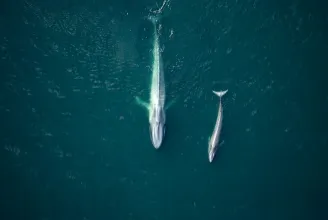 A kék bálnák havonta akár egy tonna műanyagot is lenyelhetnek