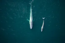 A kék bálnák havonta akár egy tonna műanyagot is lenyelhetnek