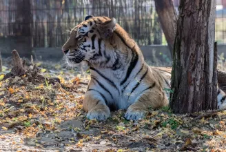 Meg akarta simogatni a tigrist a férfi, harapással díjazta a közeledést az állat