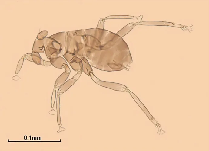 Dicopomorpha echmepterygis – Forrás: Natural History Museum