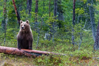 Tusnádfürdőn próbálja ki a medvék és emberek békés együttélését célzó projektjét a WWF