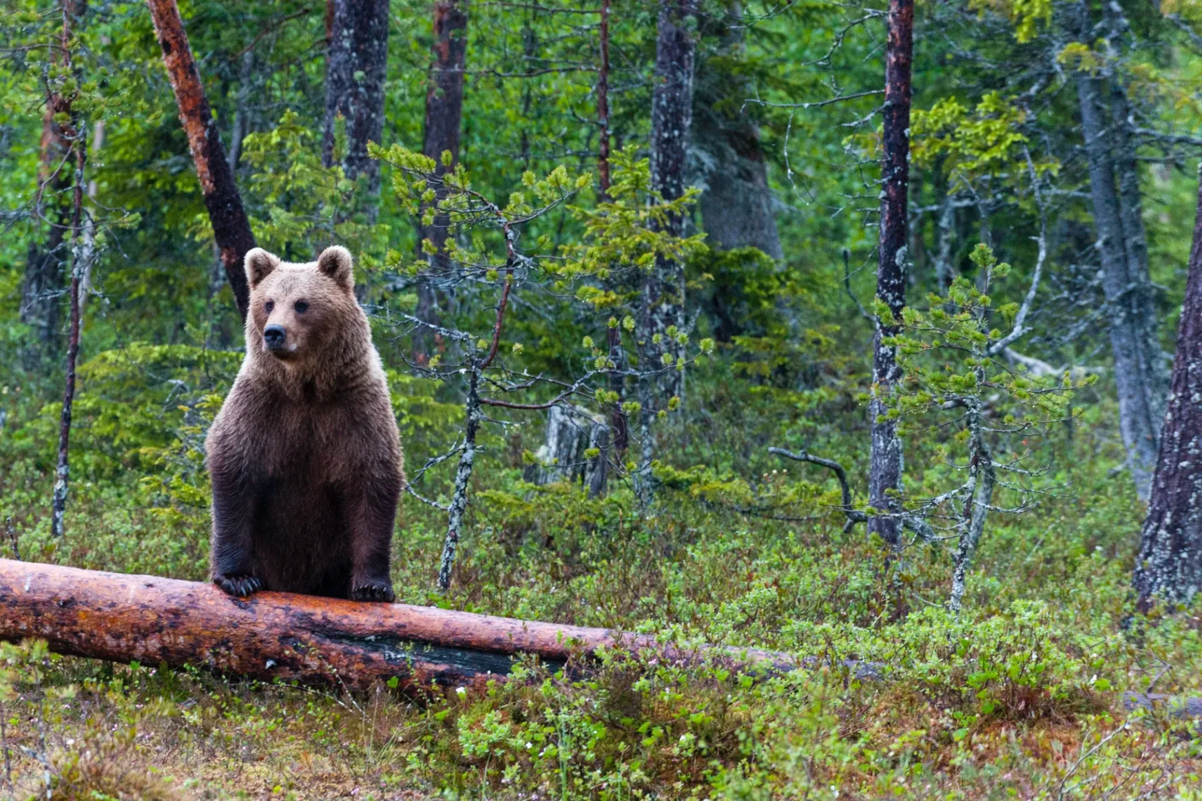 Tusnádfürdőn próbálja ki a medvék és emberek békés együttélését célzó projektjét a WWF