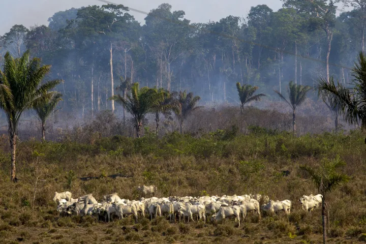 Szarvasmarhák legelnek, a háttérben egy leégett esőerdei területtel a brazíliai Para államban 2019. augusztus 25-én – Fotó: Joao Laet / AFP