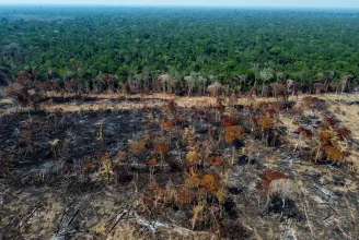 Az egész Föld fellélegezhet az erdőirtó Bolsonaro távozása miatt