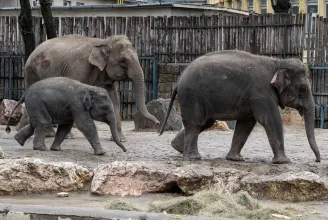 Két elefánt is szülinapos a Fővárosi Állatkertben, találja ki, mennyi idősek!