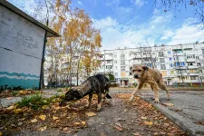 Veszett kutyát lőttek ki Szabolcsban, az ukrán határnál