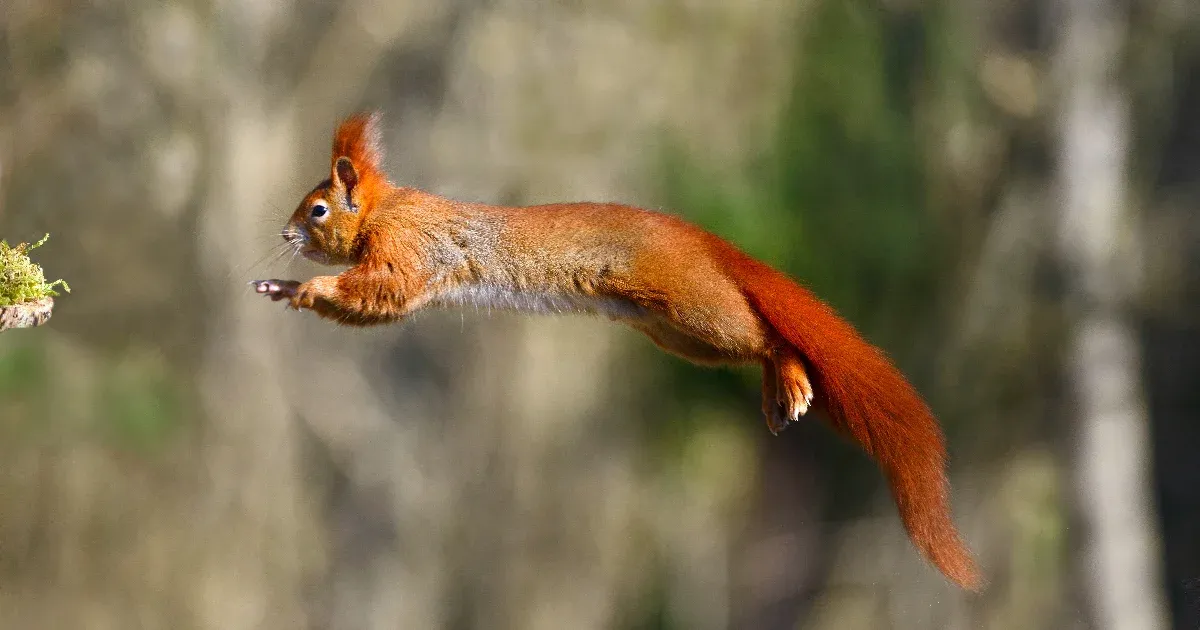 Telex: A mókusok elméletileg bármilyen nagy esést túlélhetnek