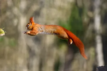 A mókusok elméletileg bármilyen nagy esést túlélhetnek