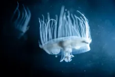 Why are there Yangtze River jellyfish in Hungarian lakes?