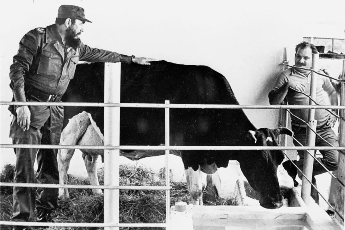 Fidel Castro gigantikus fagylaltozója és a kubai tejipari álom
