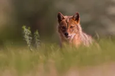 Az aranysakál terjedését vadászattal akadályoznák Romániában, de akárcsak a medvéknél, nem tudjuk, mennyi van belőlük