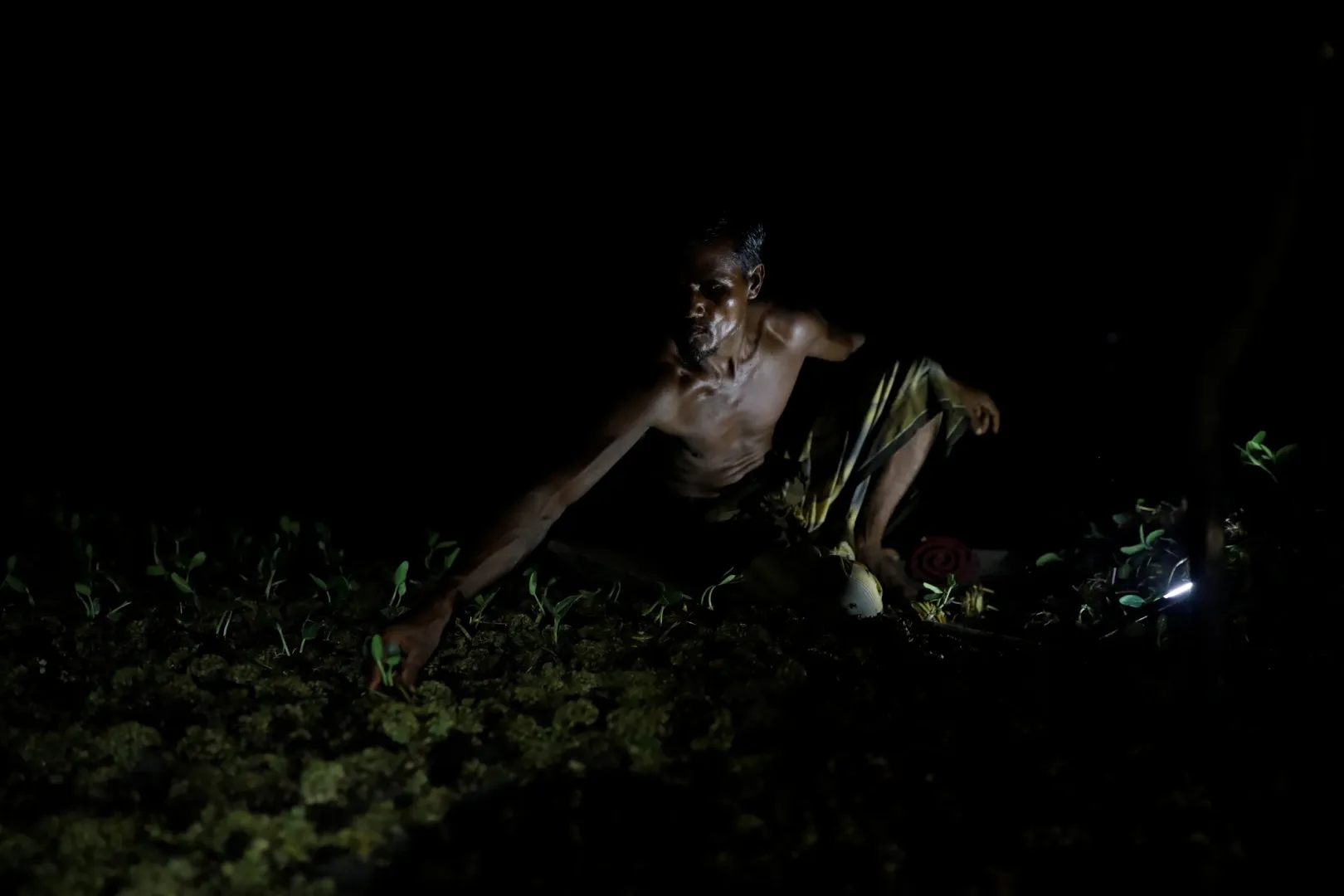 Mohammad Ibrahim este, lámpafénynél tökpalántákat ültet az úszó farmján – Fotó: Mohammad Ponir Hossain / Reuters