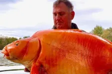 A világ második legnagyobb aranyhalát fogta ki egy angol horgász Franciaországban