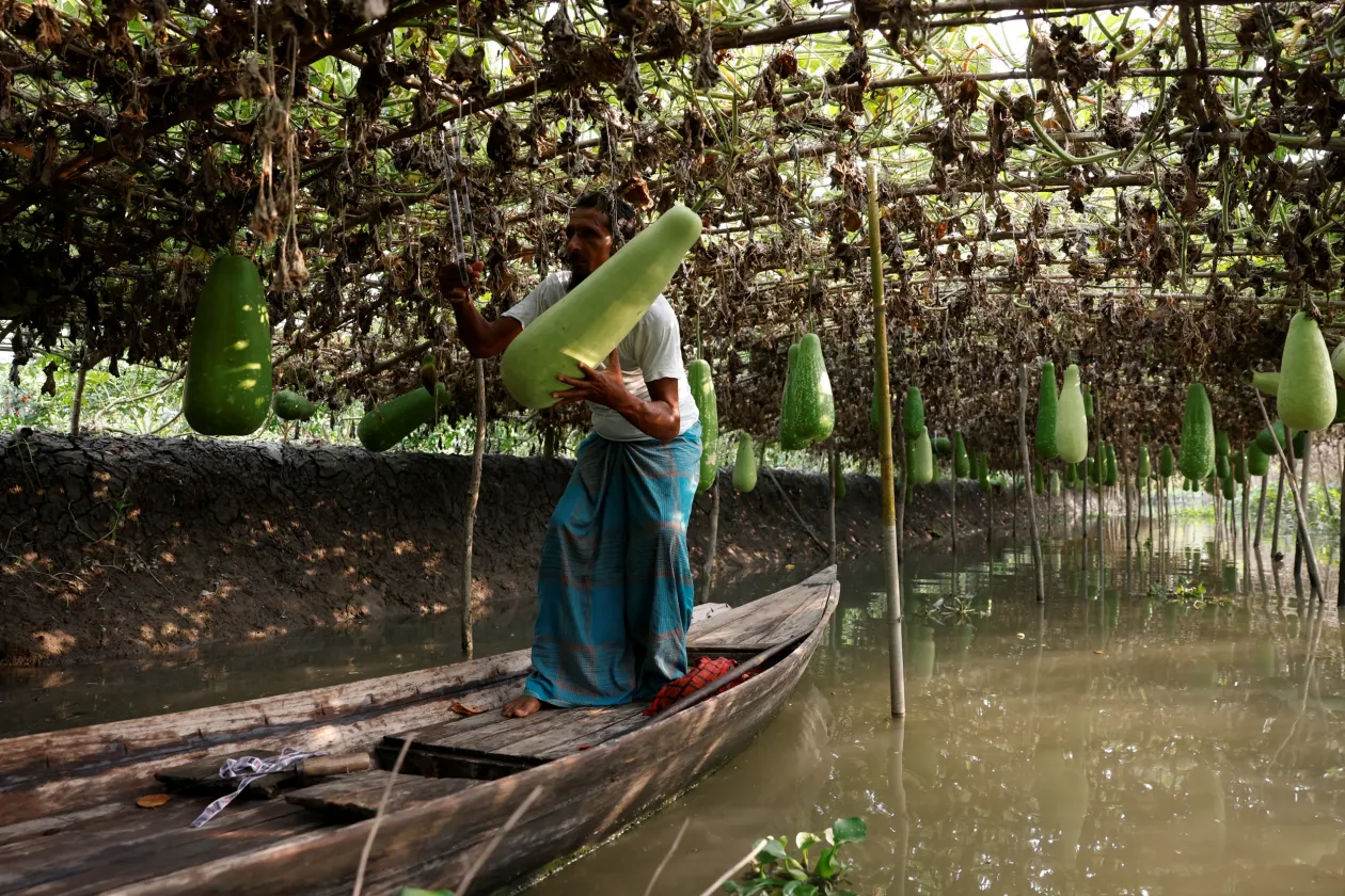 Nem csak úszó ágyásokon, hanem szó szerint függő kerteken is termesztenek zöldséget – Fotó: Mohammad Ponir Hossain / Reuters
