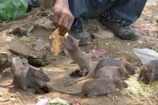 Patkányok ettek meg 200 kiló marihuánát az indiai rendőrség raktárából