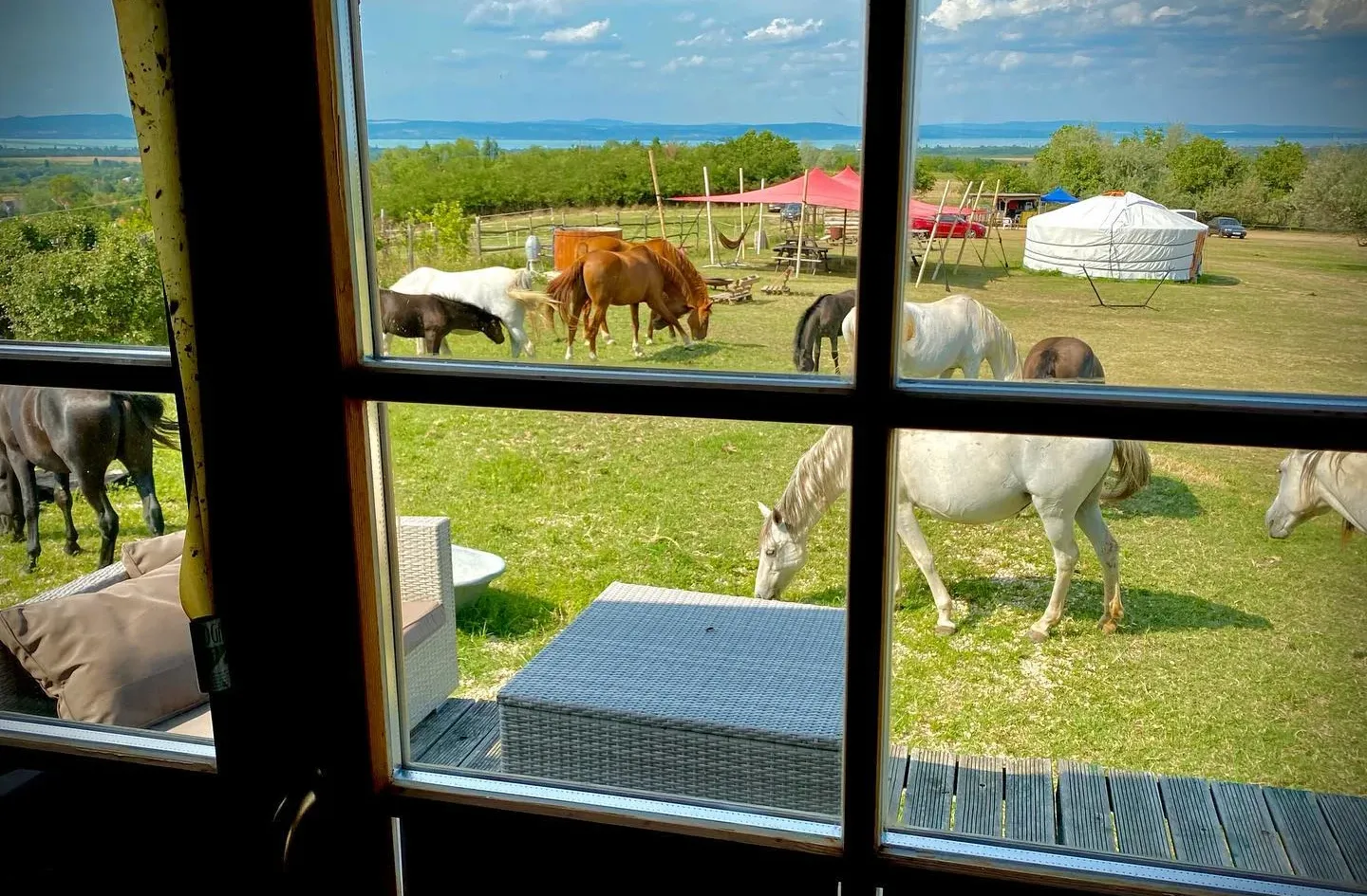 Közel a Balaton, szépek a dombok – siófoki vállalkozó vásárolná fel a területet, ahol a lovak menhelye működik