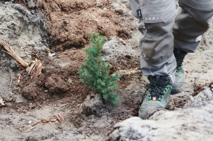 57 ezer hektár erdő telepítését tervezi a környezetvédelmi tárca