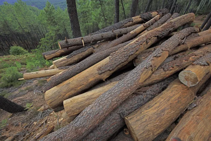 A tűzifa és biomassza iránti fokozódó kereslet miatt egyre nehezebb tartani a klímacélokat