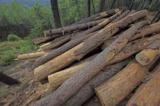 A tűzifa és biomassza iránti fokozódó kereslet miatt egyre nehezebb tartani a klímacélokat