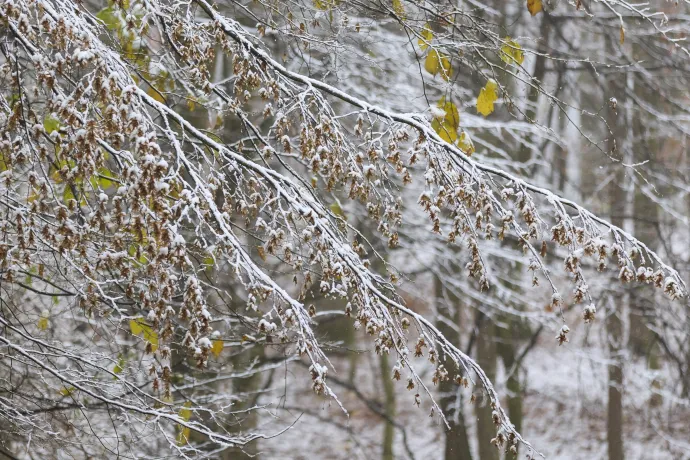Behavazott, út menti fák a Zala megyei Újudvar közelében 2022. december 2-án. – Fotó: Varga György / MTI
