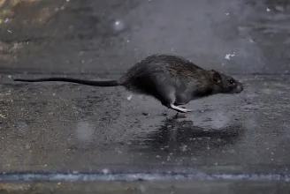 Hivatásos patkánygyilkost keres New York