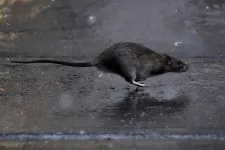 Hivatásos patkánygyilkost keres New York
