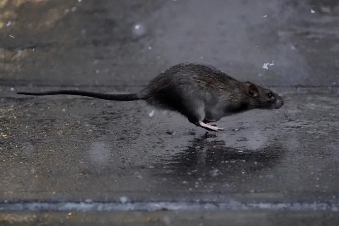 Egy patkány szalad a járdán Manhattanben Fotó: Carlo Allegri / Reuters
