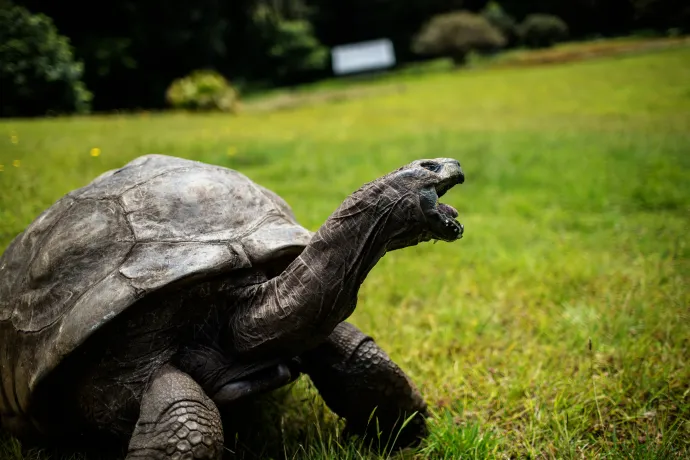 190 éves lett a világ legidősebb szárazföldi állata, Jonathan, a teknős