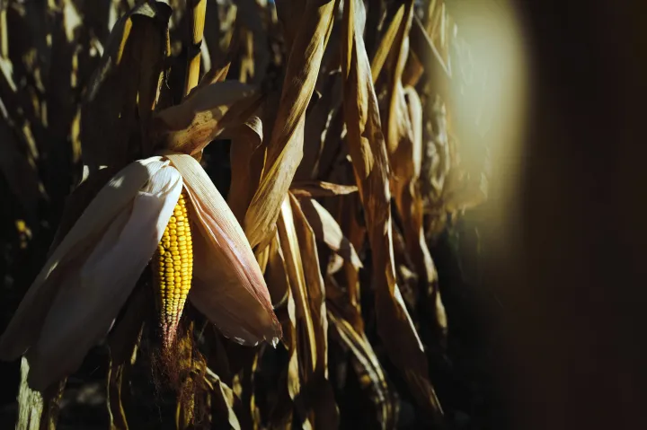 Az elmúlt 15 év leggyengébb kukoricatermése az idei a mezőgazdasági miniszter szerint