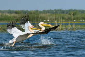 Elkészült a kihalással fenyegetett romániai madárfajok listája, több mint 40 faj érintett