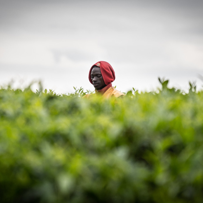 Hogyan lehet hatékonyabbá tenni a földművelést a fejlődő országokban?