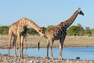 Párzás előtt a nőstény zsiráf belepisil a hím szájába