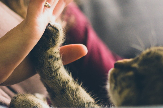 Helyettesítheti az emberi érintés jótékony hatását egy háziállat?