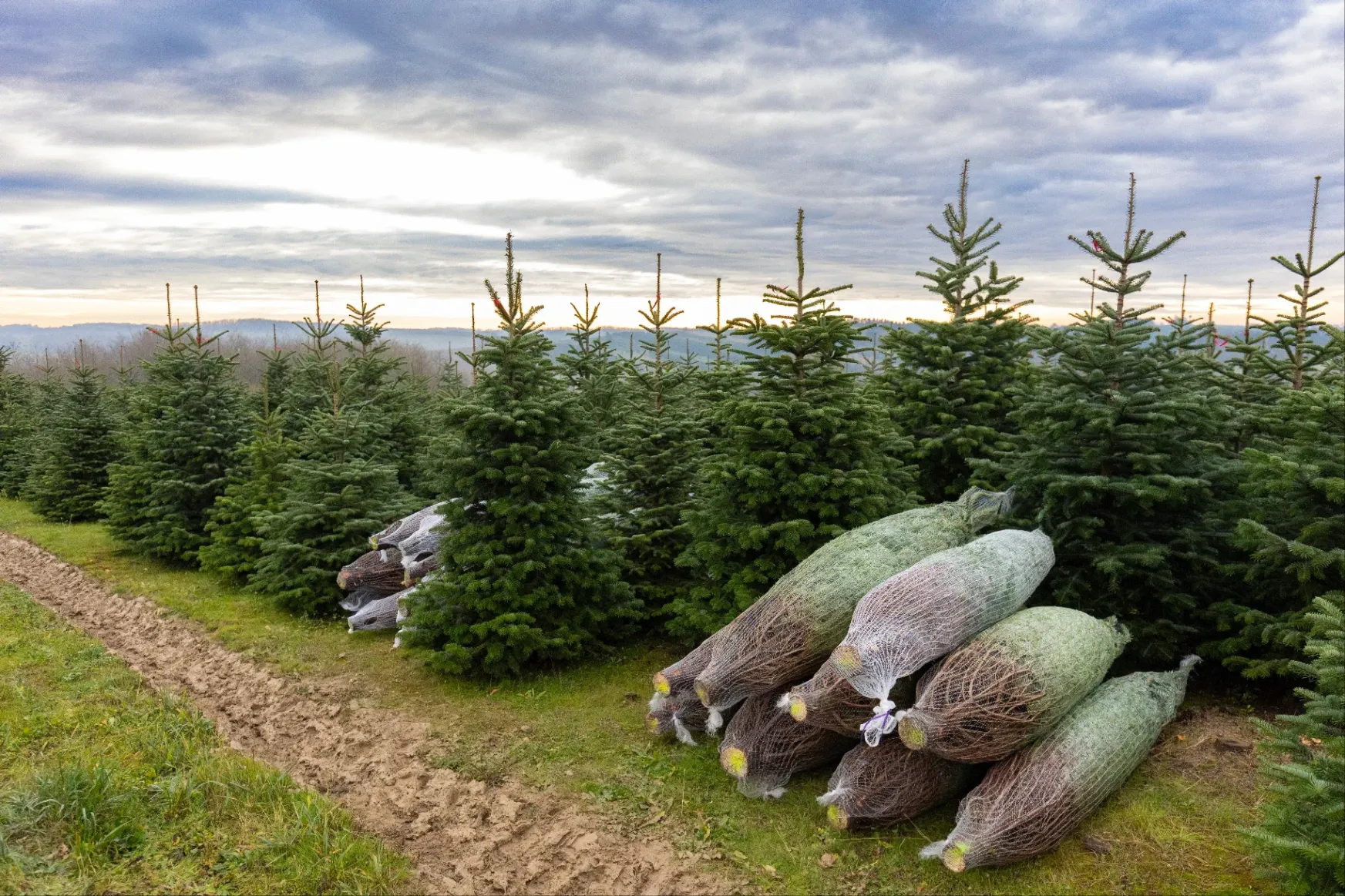 Ürge-Vorsatz Diána klímakutató: minél nagyobb vágott karácsonyfát vegyünk!