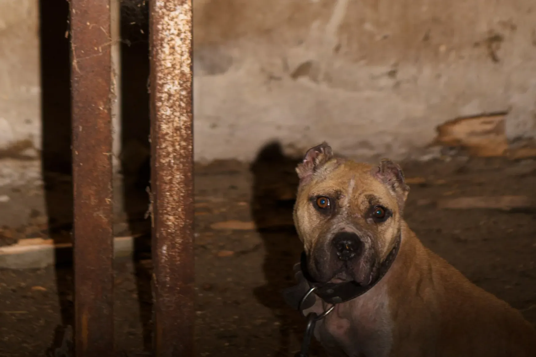 Elaltattak negyven, rendőrség által lefoglalt viadalos kutyát, a civilek hiába küzdöttek a rehabilitációjukért