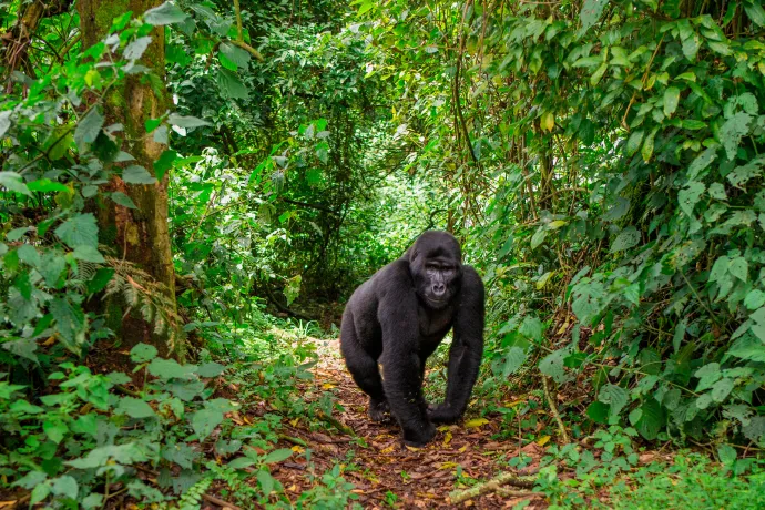 Történelminek nevezett egyezménnyel védené meg az ENSZ 2030-ig a bolygó egyharmadát