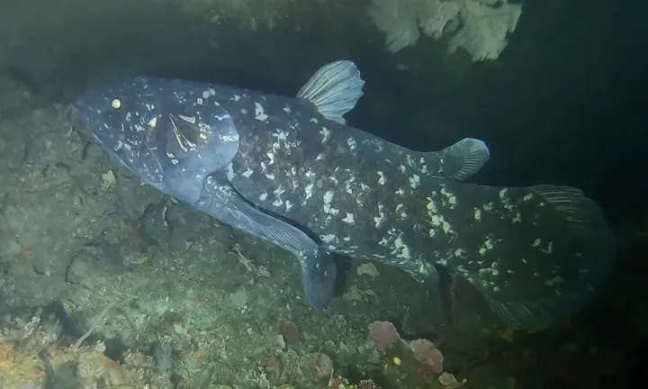 A bojtosúszós maradványhal egy 2019-ben fotózott példánya – Fotó: Wikipédia