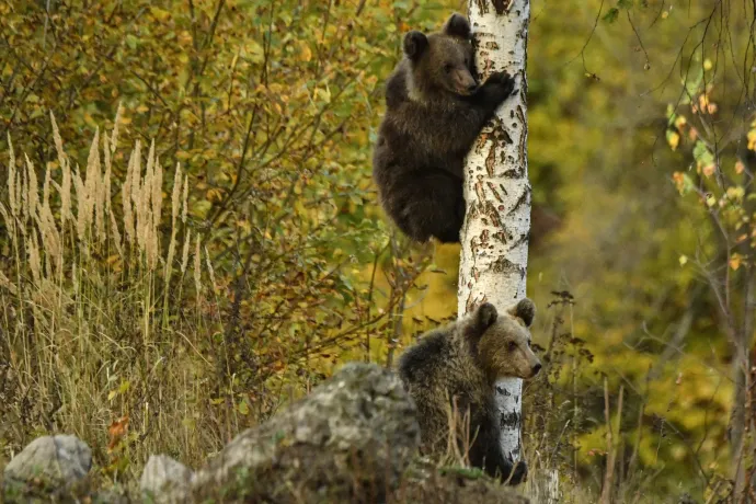 Ne legyen több kukázó-kolduló medve Tusnádfürdőn! – Ezért gyűjt most adományokat a WWF Románia
