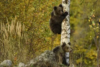 Ne legyen több kukázó-kolduló medve Tusnádfürdőn! – Ezért gyűjt most adományokat a WWF Románia