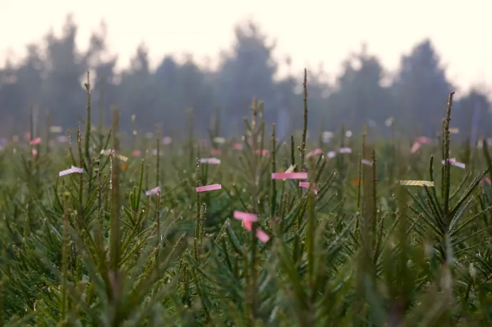 Fehér karácsonyt nem, de hőmérsékleti rekordot még hozhat a Jézuska