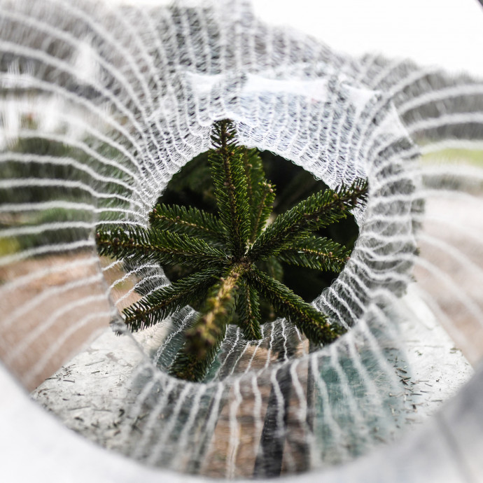 Nem teljesítenek túl jól a magyar karácsonyfa-termesztő vállalkozások