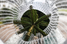 Nem teljesítenek túl jól a magyar karácsonyfa-termesztő vállalkozások